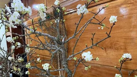 Cành hoa mận cổ đã ồ ạt về phố Hà Nội được bán với giá tiền triệu