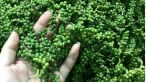 Xu hướng giá hồ tiêu 'nghỉ tết' kéo dài