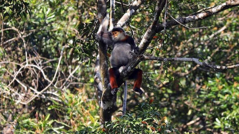 Việt Nam có thêm hai vườn quốc gia được đề cử 'Vườn Di sản ASEAN'