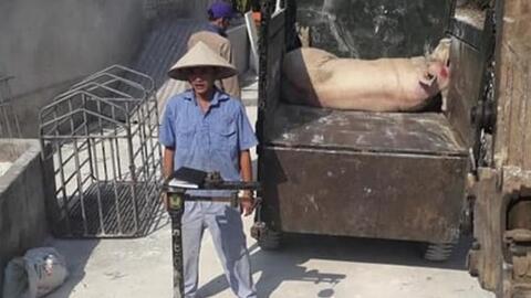 Công bố mức hỗ trợ tiêu hủy dịch tả heo châu Phi