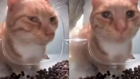 Bé mèo nổi tiếng chết ngay trên sóng livestream ứng dụng cho mèo hoang, nghi do hội ngược đãi động vật làm, lộ tin nhắn treo thưởng đến 600 USD