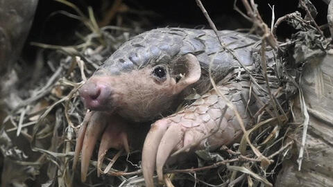 Y học cổ truyền Trung Quốc đang đe dọa động vật hoang dã ở châu Phi