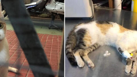 Nhà hàng ở quận 1, TP.HCM bị nghi đánh bả hàng chục con mèo