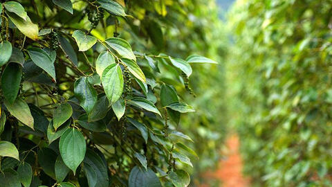 Giá tiêu tiếp tục giảm nhẹ