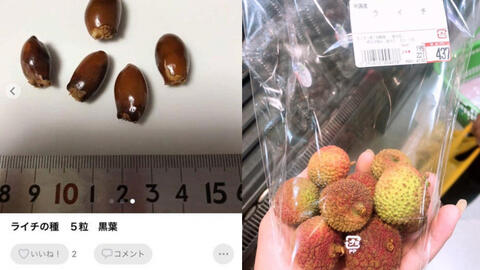 Hạt của quả vải thiều được bán ở Nhật với giá 140.000 đồng/ 5 hạt