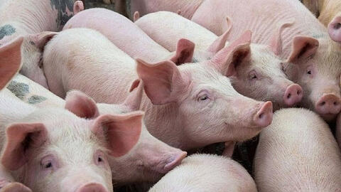 Giá heo hơi tiếp tục tăng vào ngày mai?