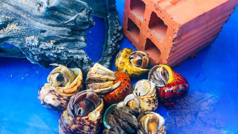 Săn lùng 'ốc mượn hồn' với giá 2-3 triệu đồng/con chỉ để làm 'thú cưng'