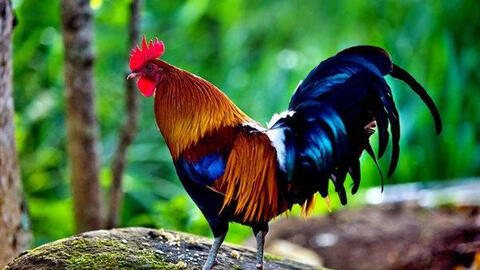 Xem tuổi xông đất 2022 cho gia chủ tuổi Đinh Dậu 1957