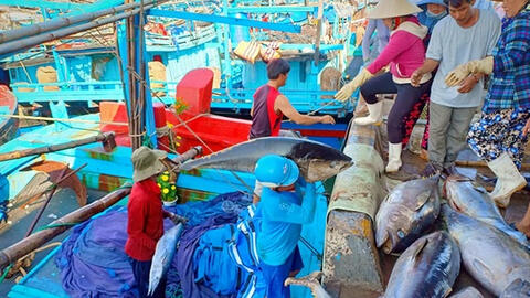 Đầu năm tàu cá cập bến mang "lộc" về cho đất liền