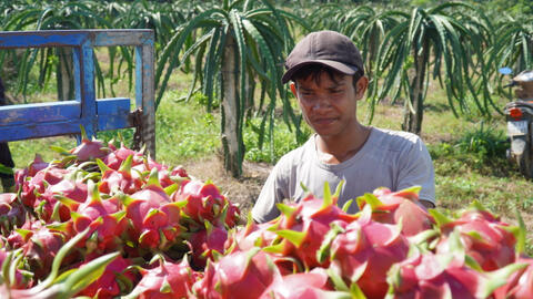 Gỡ khó tiêu thụ cho hàng triệu tấn nông sản Nam Bộ, Tây Nguyên