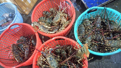 Giá tôm hùm ở Bình Ba giảm mạnh