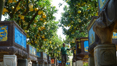 Mãn nhãn với vườn bưởi cảnh đắt giá lớn nhất ở Hưng Yên