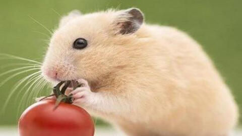 Xem tuổi xông đất 2022 cho gia chủ tuổi Nhâm Tý 1972