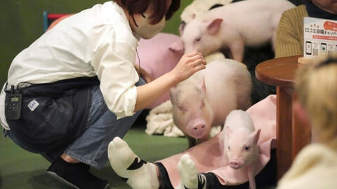 Trào lưu mới "vô cùng sang chảnh" ở các quán cà phê thời thượng Nhật Bản: Vừa uống cà phê vừa ôm lợn, phản ứng của khách gây ngỡ ngàng