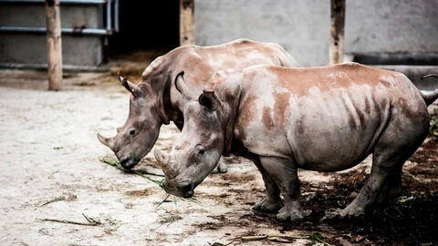 6 con tê giác hai sừng nhập khẩu từ châu Phi chết đồng loạt