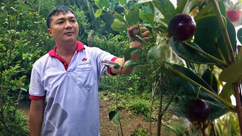 Chàng trai miền Tây thành công với mô hình trồng cherry Nam Mỹ tại xứ dừa