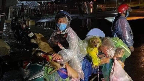 Vụ tiêu hủy 15 con chó ở Cà Mau: Trưởng trạm y tế xin nghỉ việc