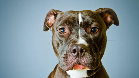 Những nước cấm nuôi giống chó Pitbull