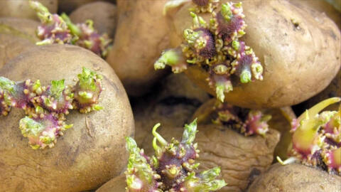 5 thực phẩm hại sức khỏe nhà nào cũng có, bạn nên ăn càng ít càng tốt