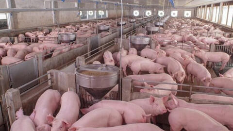Nga là nhà cung cấp thịt lợn lớn nhất cho Việt Nam