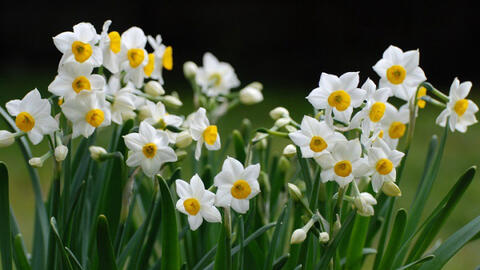 Cẩn thận với độc dược từ những cây cảnh trong nhà