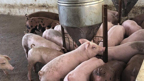 Giá heo hơi duy trì đà giảm tại miền Bắc và miền Trung vào ngày mai?