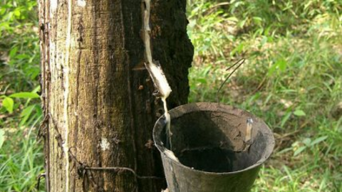 Xuất khẩu cao su phục hồi