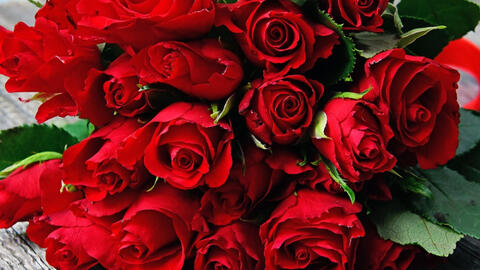 Bí quyết chăm sóc hoa ngày Tết