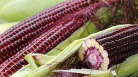 Giống bắp Nữ Hoàng Đỏ nhập khẩu từ Thái Lan ăn tươi được