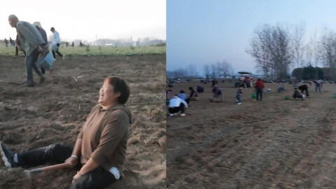 Trung Quốc: Chưa kịp thu hoạch nông sản, hàng trăm người đổ ra đồng "cướp bóc" gây thiệt hại hơn 670 triệu đồng, chủ hộ gào khóc trong bất lực