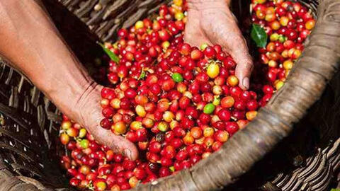 Giá cà phê Tây Nguyên giảm còn 30.800 đồng/kg