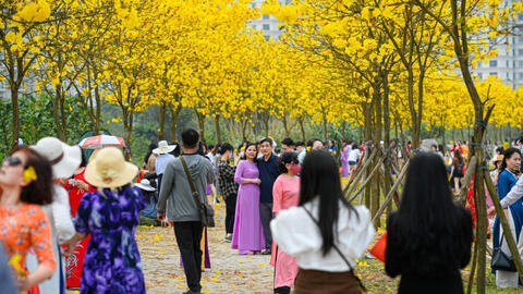 Đóng cửa con đường hoa vàng phong linh đang gây "sốt" ở Hà Nội