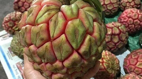 Na rừng "khổng lồ" có giá hàng trăm nghìn đồng vẫn đắt hàng