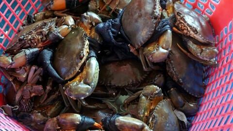 Cua Cà Mau rớt giá thảm