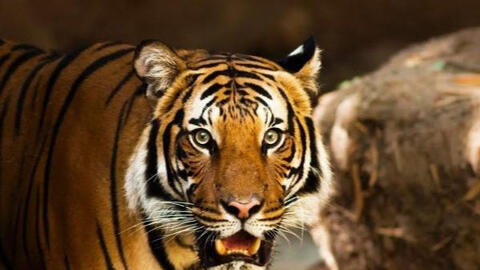 Tuổi Bính Dần 1986 xuất hành Tết 2022 vào giờ nào, hướng nào tốt nhất?