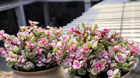 Mẹo phong thủy khiến tài lộc 'ùn ùn' gõ cửa dịp cuối năm