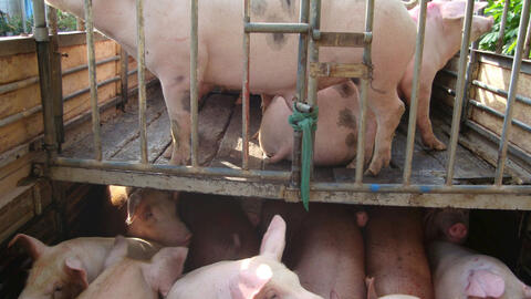 Giá heo hơi tuần tới khó tăng