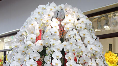 Một triệu đồng mỗi cành lan công chúa 'bay' từ Nhật về