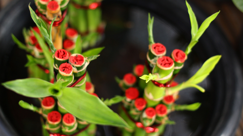 Loại cây có tác dụng chiêu tài gọi lộc, mang may mắn đến cho sự nghiệp, được bày trên bàn thờ vì lý do đặc biệt này