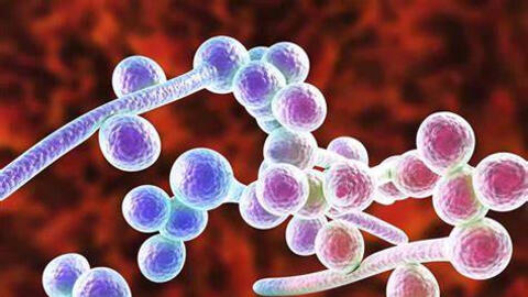 Tỷ lệ Candida gây viêm âm hộ, âm đạo và hiệu quả điều trị của phương pháp kết hợp giữa Lactobacilli với Econazole