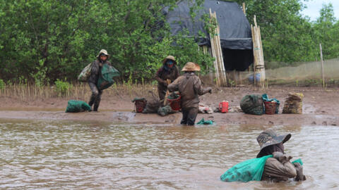 Những người phụ nữ ngâm mình dưới bùn lầy, săn sản vật ở rừng ngập mặn Ninh Bình