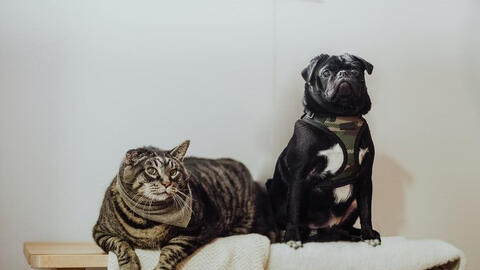 8 mẹo giúp thú cưng của bạn sống lâu hơn