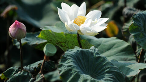 Dịu dàng mùa sen tháng 6