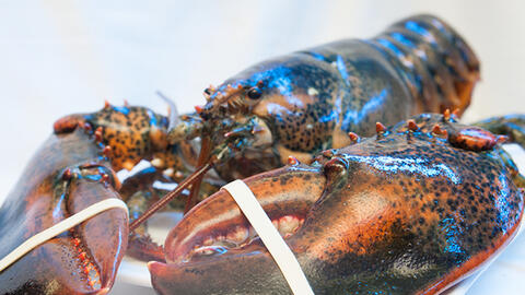 Cua pha lê, bào ngư xanh Úc... giá bạc triệu vẫn hút khách