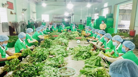 Nông sản giá rẻ cung ứng cho TPHCM lên đến 1.500 tấn mỗi tuần