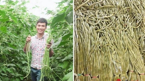 Chàng trai 9X mở xưởng sấy bí đỏ, trồng đậu đũa muối chua xuất khẩu chua thu hàng tỷ đồng