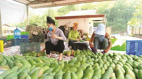 Xuất khẩu xoài từ Việt Nam vào Hàn Quốc tăng mạnh