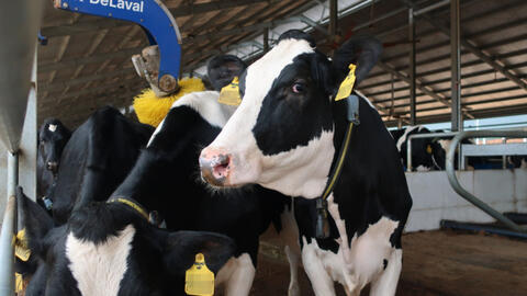 Thêm 2.100 con bò sữa từ Mỹ đã gia nhập đàn tại trang trại Vinamilk Quảng Ngãi