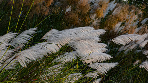 Dịu dàng lau trắng cuối thu