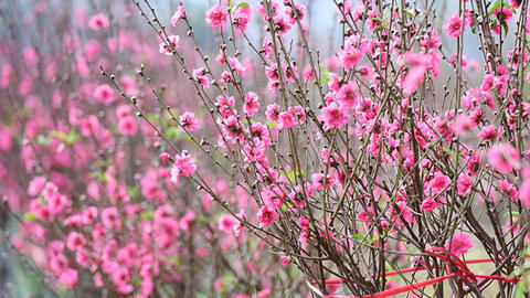 Lịch nghỉ các ngày lễ trong năm